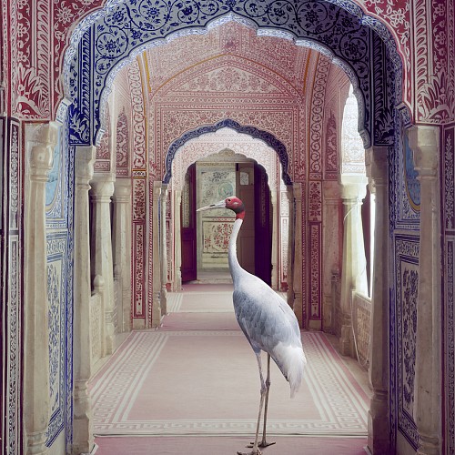 082 A Faithful Companion, Samode Palace, 2020